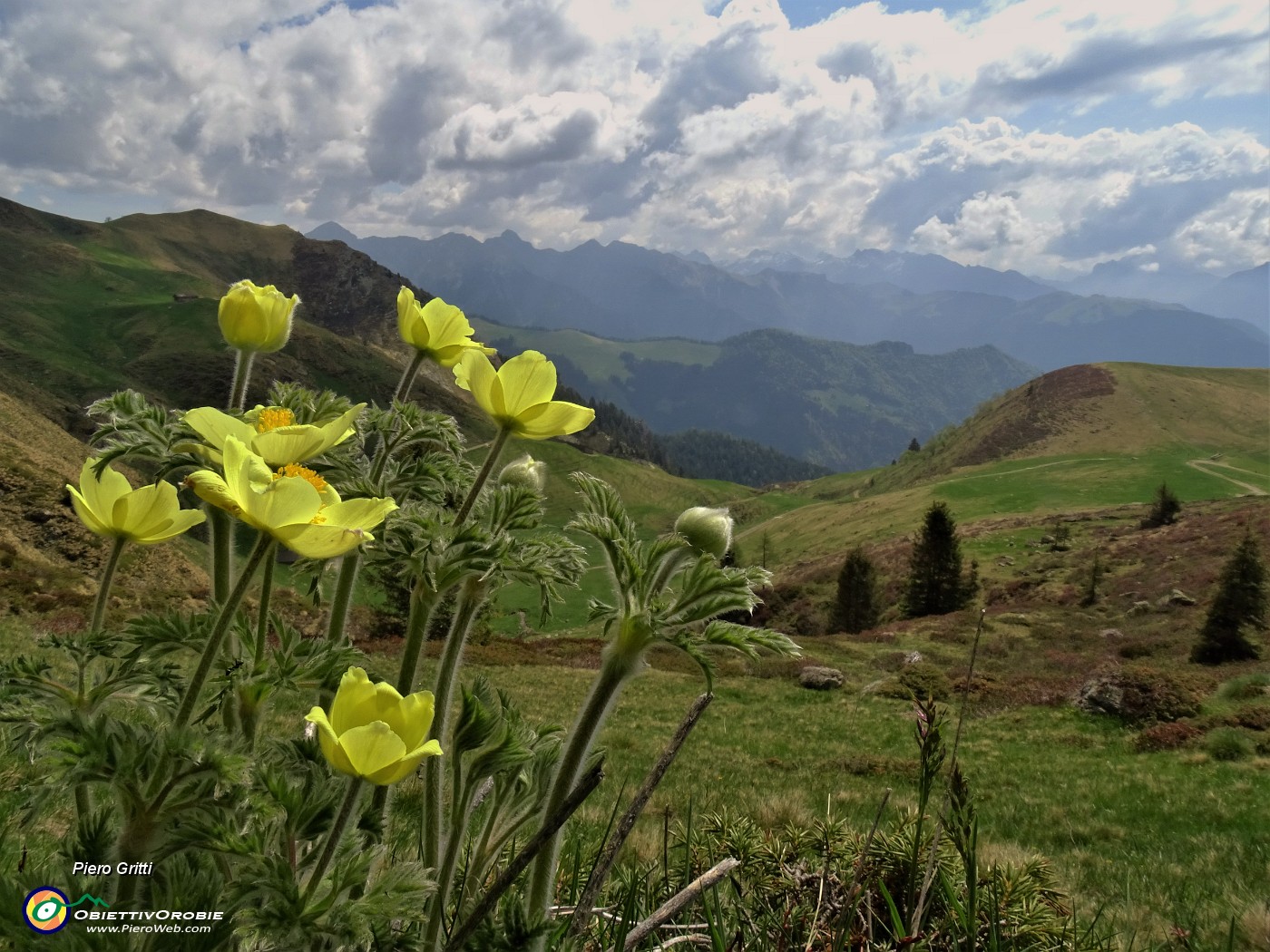 15  Pulsatilla alpina sulphurea (Anemone sulfureo).JPG